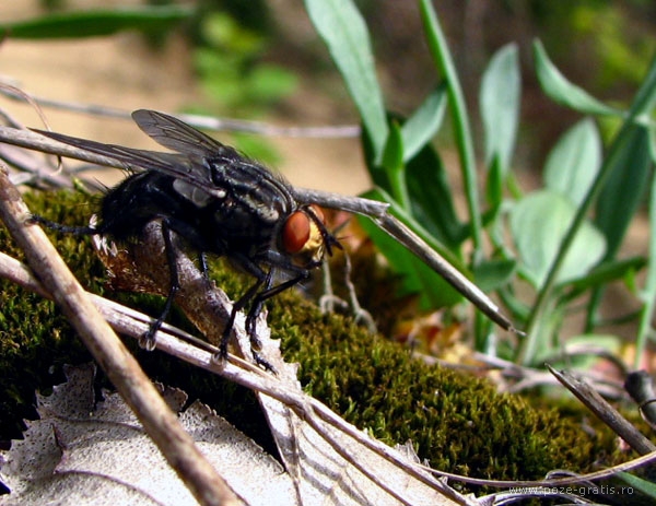 Dezinsectie si Deratizare | Muste