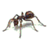 Dezinsectie
si Deratizare | Furnici